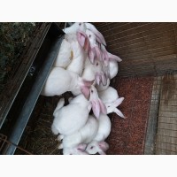 Кролики НА ПЛЕМЯ Белый Паннон, Хиплус (Hyplus), Калифорнийской породы