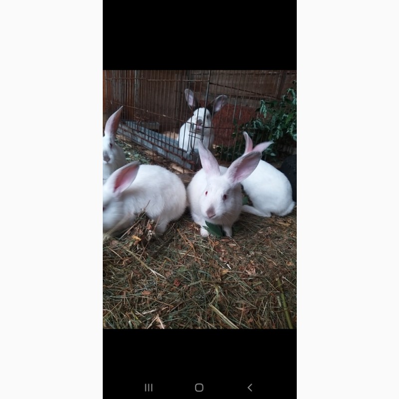 Фото 3. Кролики НА ПЛЕМЯ Белый Паннон, Хиплус (Hyplus), Калифорнийской породы