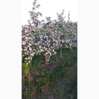 Продам яблуневий сад