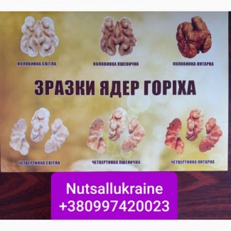 Nuts all Ukraine на постоянной основе закупает ядро Грецкого Ореха