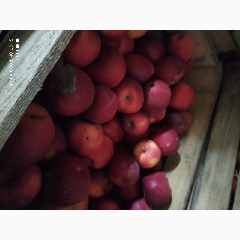 Фото 3. Продам яблука від виробника