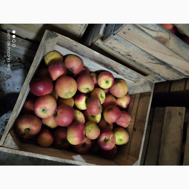 Фото 4. Продам яблука від виробника