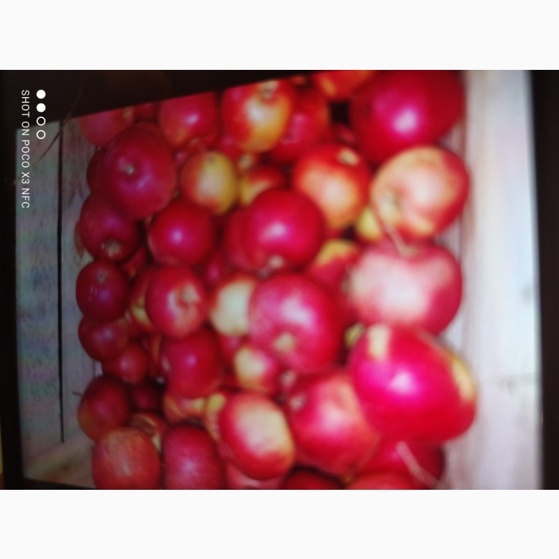 Фото 6. Продам яблука від виробника