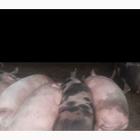Продам свиней мясного направления 1, 2 категории