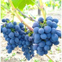 Черенки(чубуки) виноград, столові та винні сорти