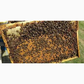 Продам бджолопакети карпатка, 120 пакетів, Закарпатя