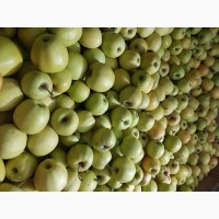 Продам яблка Голден двоїчка велика кількість е щерізні сорта