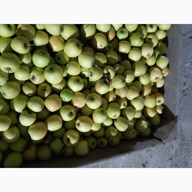 Фото 3. Продам яблка Голден двоїчка велика кількість е щерізні сорта