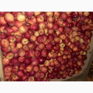 Продам яблка Голден двоїчка велика кількість е щерізні сорта