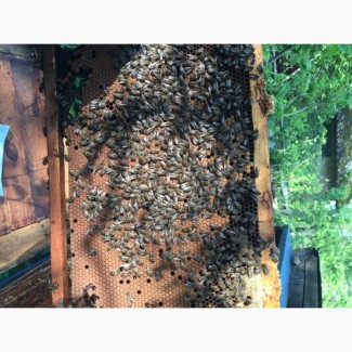 Продам бджолопакети в кількості від 1 до 100 од.на початку травня