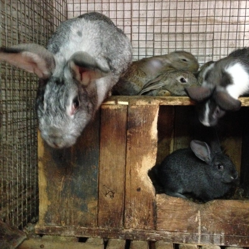 Фото 3. Продам кролиці з місячними кроленятами. Немирівський р-н