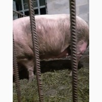 Продам поросну свиноматку