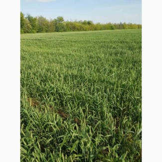 Пшениця озима Кобра (США)