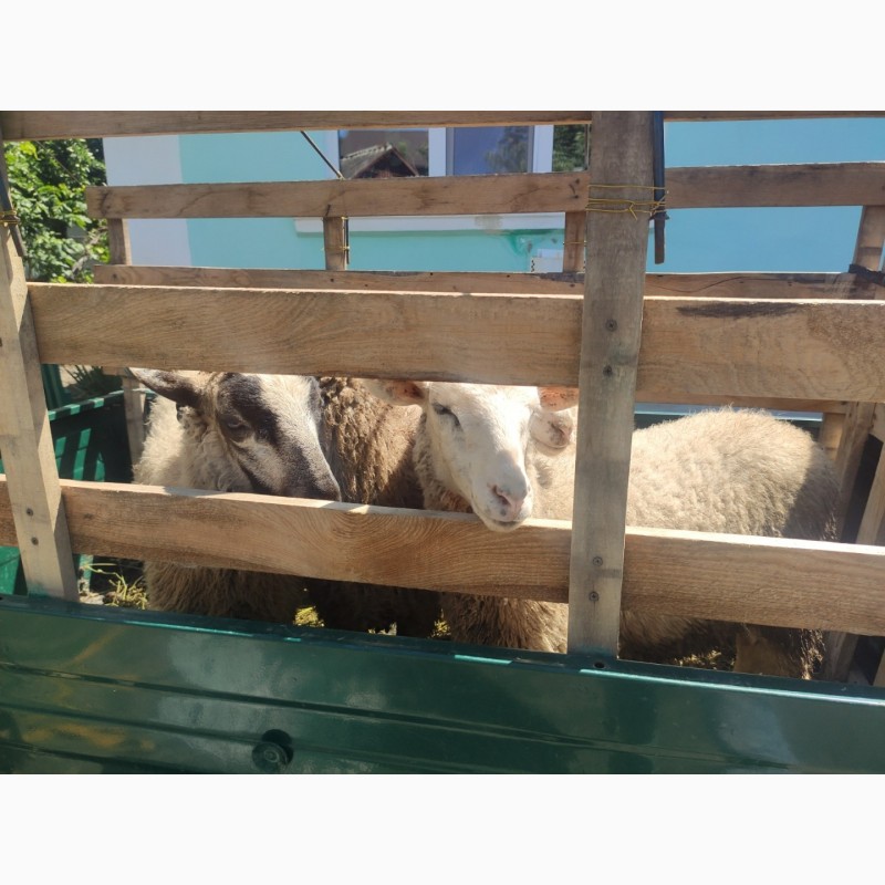 Фото 2. Продам вівці, молодняк жива вага 43 грн