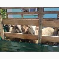 Продам вівці, молодняк жива вага 43 грн