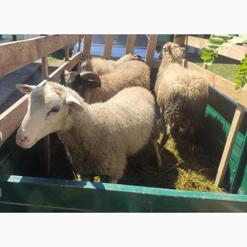 Фото 3. Продам вівці, молодняк жива вага 43 грн