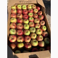 Продам яблоки оптом, Цена от 5 - до 7 грн