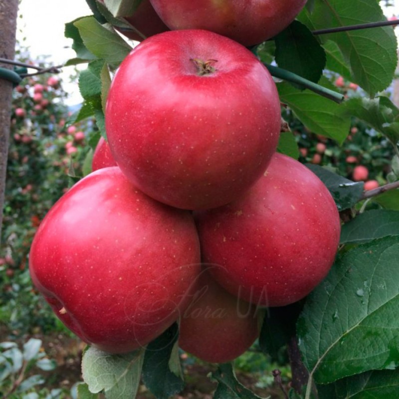 Продам саджанці яблуні Фуджі Фубракс