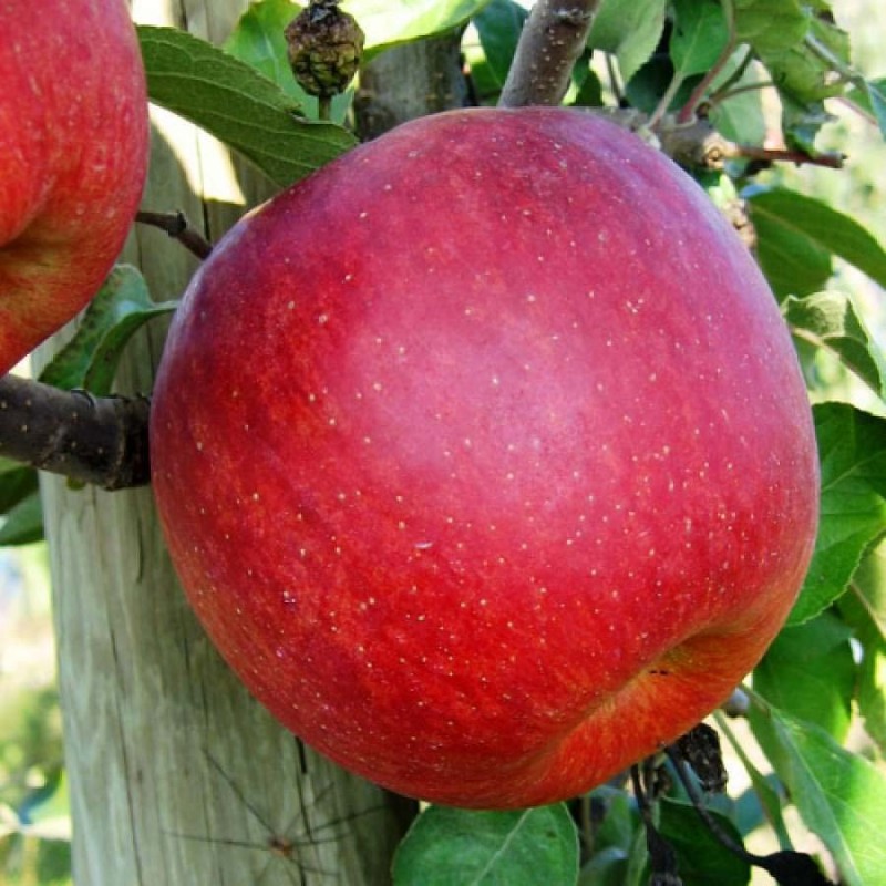 Фото 2. Продам саджанці яблуні Фуджі Фубракс
