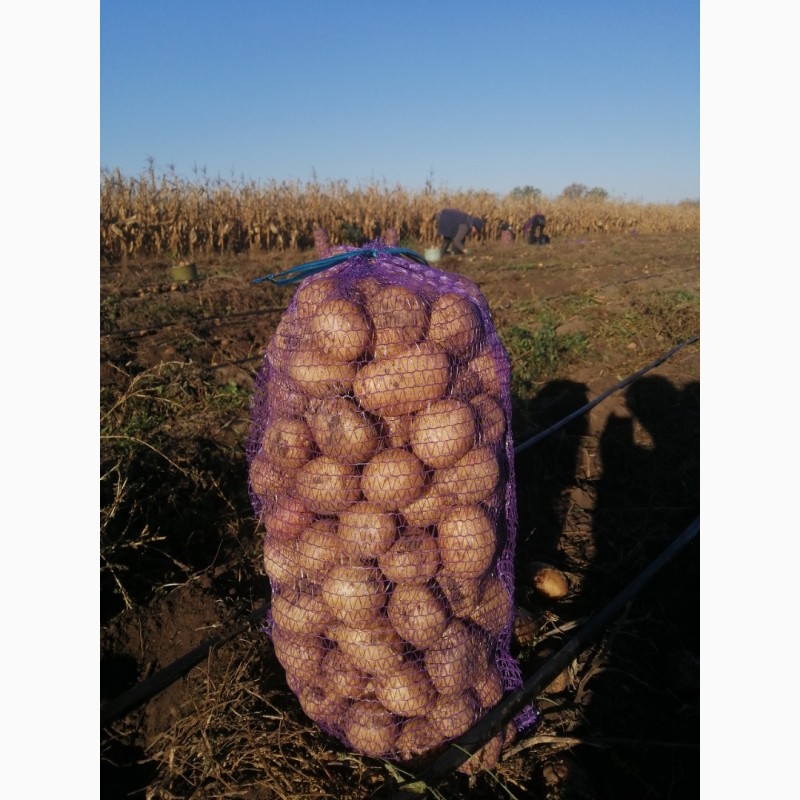 Фото 3. Продам картоплю, сорт Аризона, Воларе
