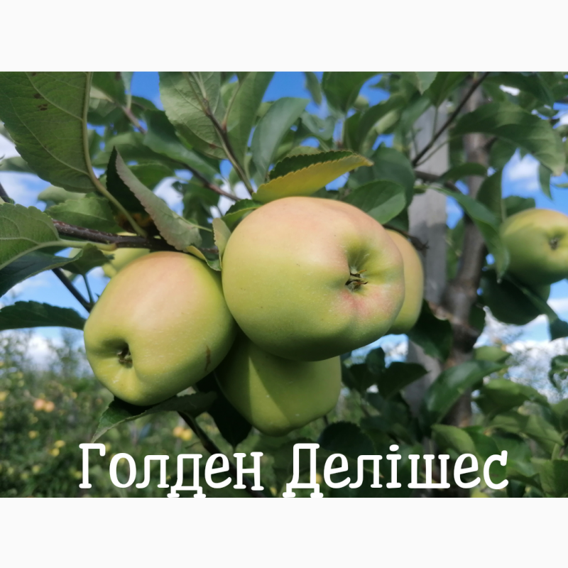 Продам яблука із власного саду, урожай 2023