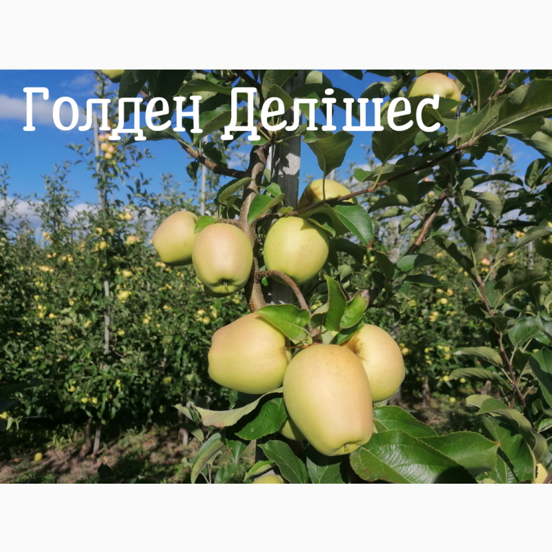 Фото 3. Продам яблука із власного саду, урожай 2023
