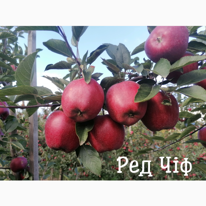 Фото 4. Продам яблука із власного саду, урожай 2023