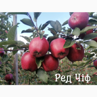 Продам яблука із власного саду, урожай 2022