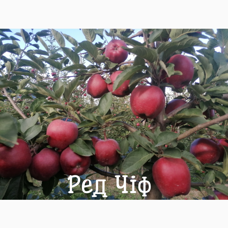 Фото 5. Продам яблука із власного саду, урожай 2023