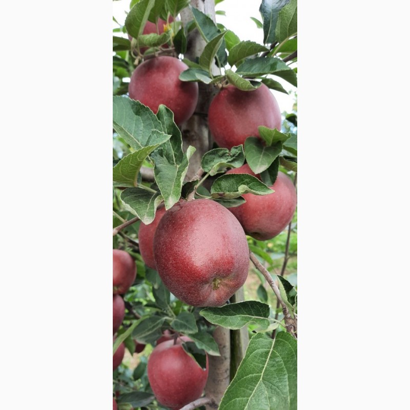 Фото 6. Продам яблука із власного саду, урожай 2023