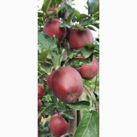 Продам яблука із власного саду, урожай 2022