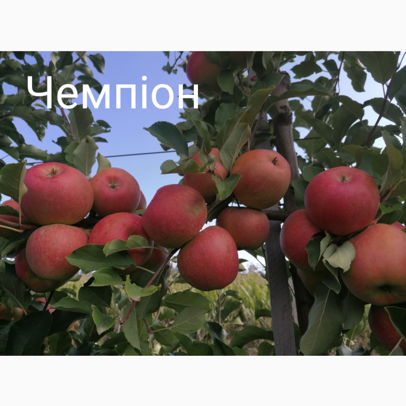 Фото 7. Продам яблука із власного саду, урожай 2023
