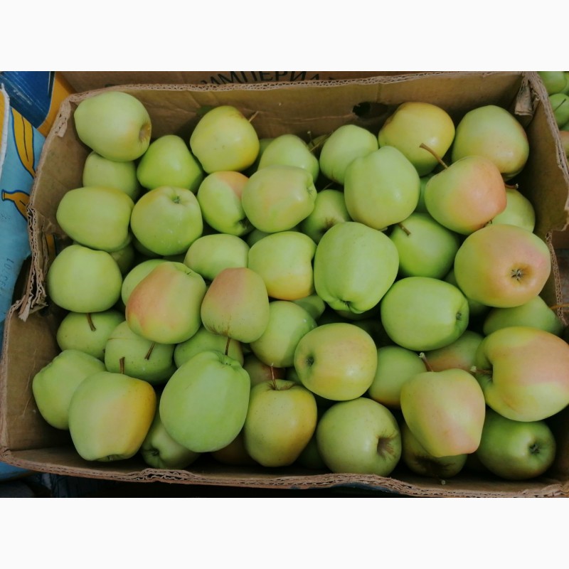 Фото 10. Продам яблука із власного саду, урожай 2023
