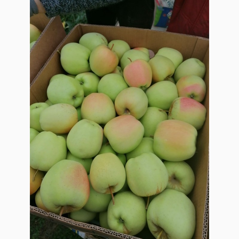 Фото 12. Продам яблука із власного саду, урожай 2023