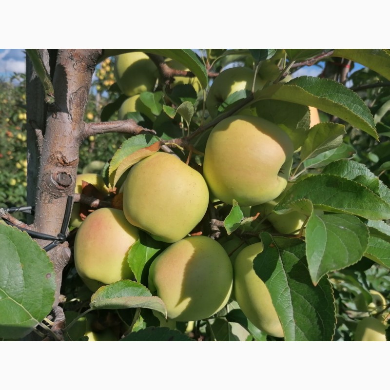 Фото 13. Продам яблука із власного саду, урожай 2023