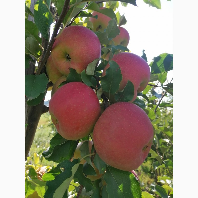 Фото 14. Продам яблука із власного саду, урожай 2023