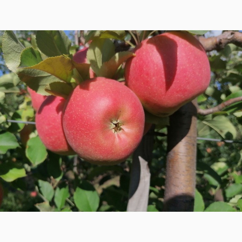 Фото 15. Продам яблука із власного саду, урожай 2023
