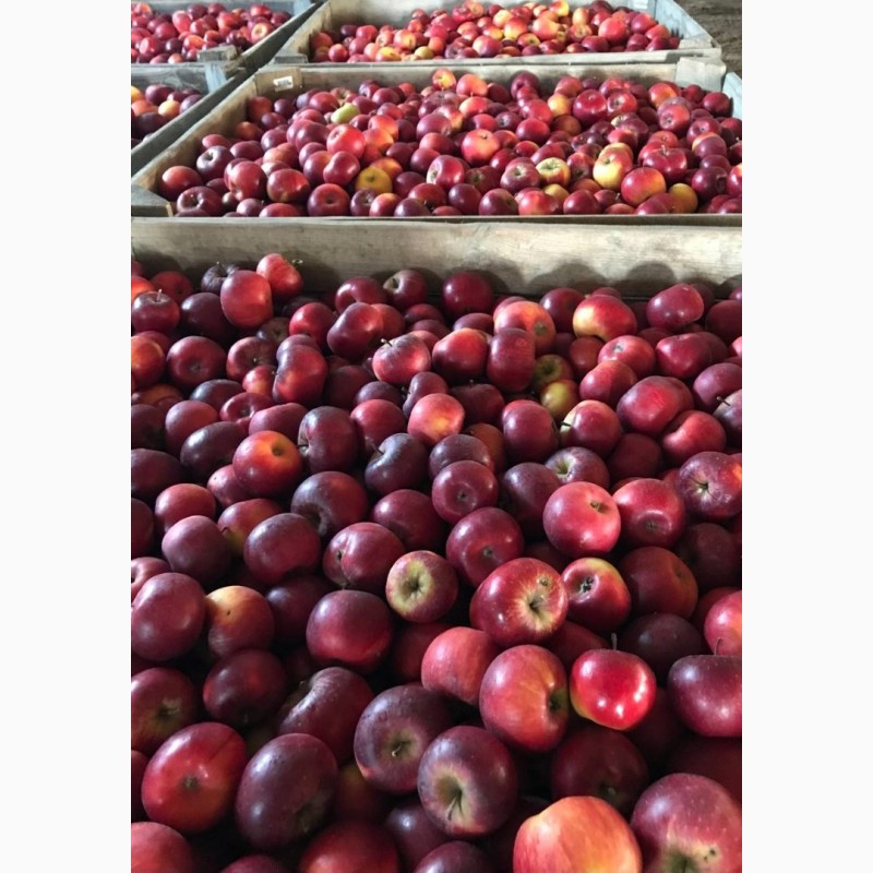 Фото 3. Продам органічне яблуко, сорти Ред Топаз, Луна, Сіріус