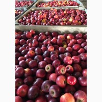 Продам органічне яблуко, сорти Ред Топаз, Луна, Сіріус