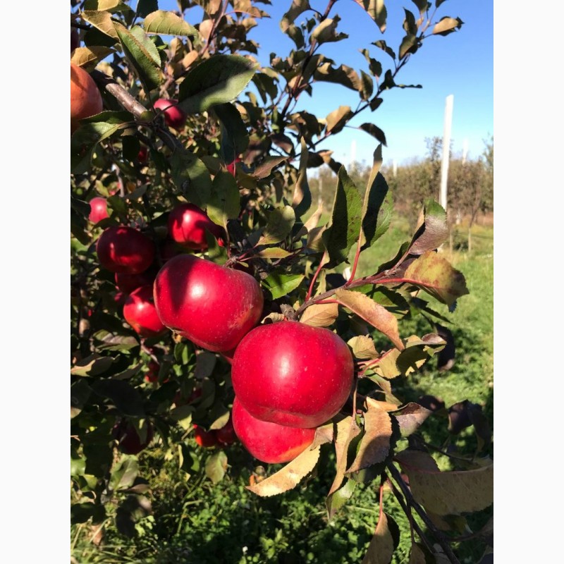 Фото 4. Продам органічне яблуко, сорти Ред Топаз, Луна, Сіріус