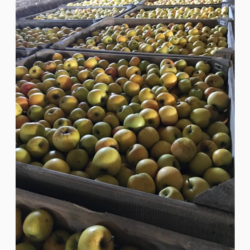 Фото 5. Продам органічне яблуко, сорти Ред Топаз, Луна, Сіріус