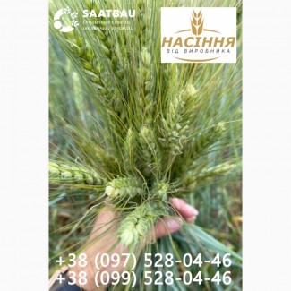 Семена, яровая пшеница Гранни (Saatbau)