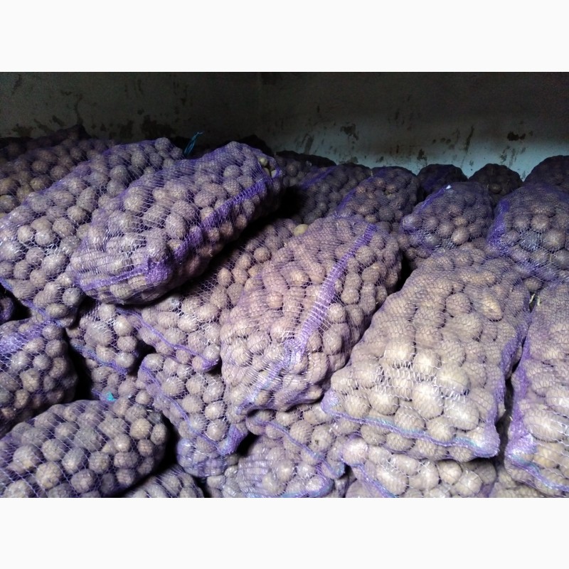 Фото 3. Продам насіннєву картоплю