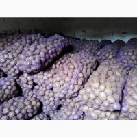 Продам насіннєву картоплю