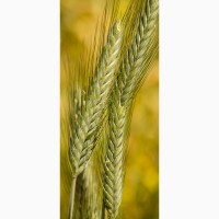 Семена озимой пшеницы КАТРУСЯ ОДЕСЬКА (Степова)