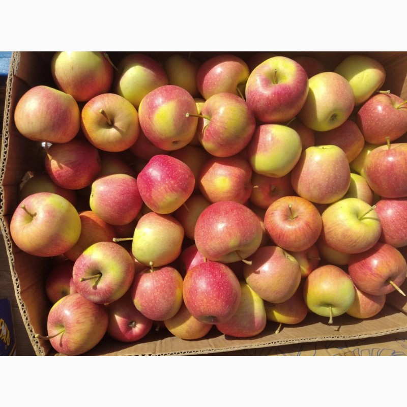 Фото 2. Продам яблука з саду