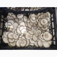Продам грибы Вещенка