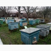 Продам семьи пчел, отводки Киевская область
