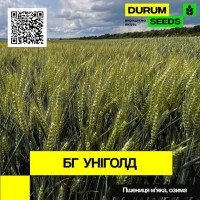 Насіння пшениці - БГ Уніголд (BG Unigold) пшениця м#039;яка озима (Biogranum D.O.O.)
