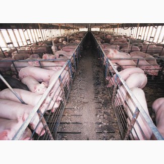 Харківський м#039;ясокомбінат проводить закупівлю свиней, ВРХ та баранів